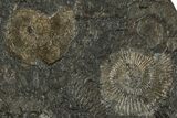 Fossil Ammonite Cluster - Posidonia Shale, Germany #304954-1